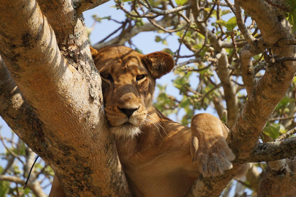 Lion in Tree Lion in Tree